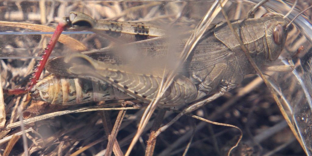 Acrididae 3